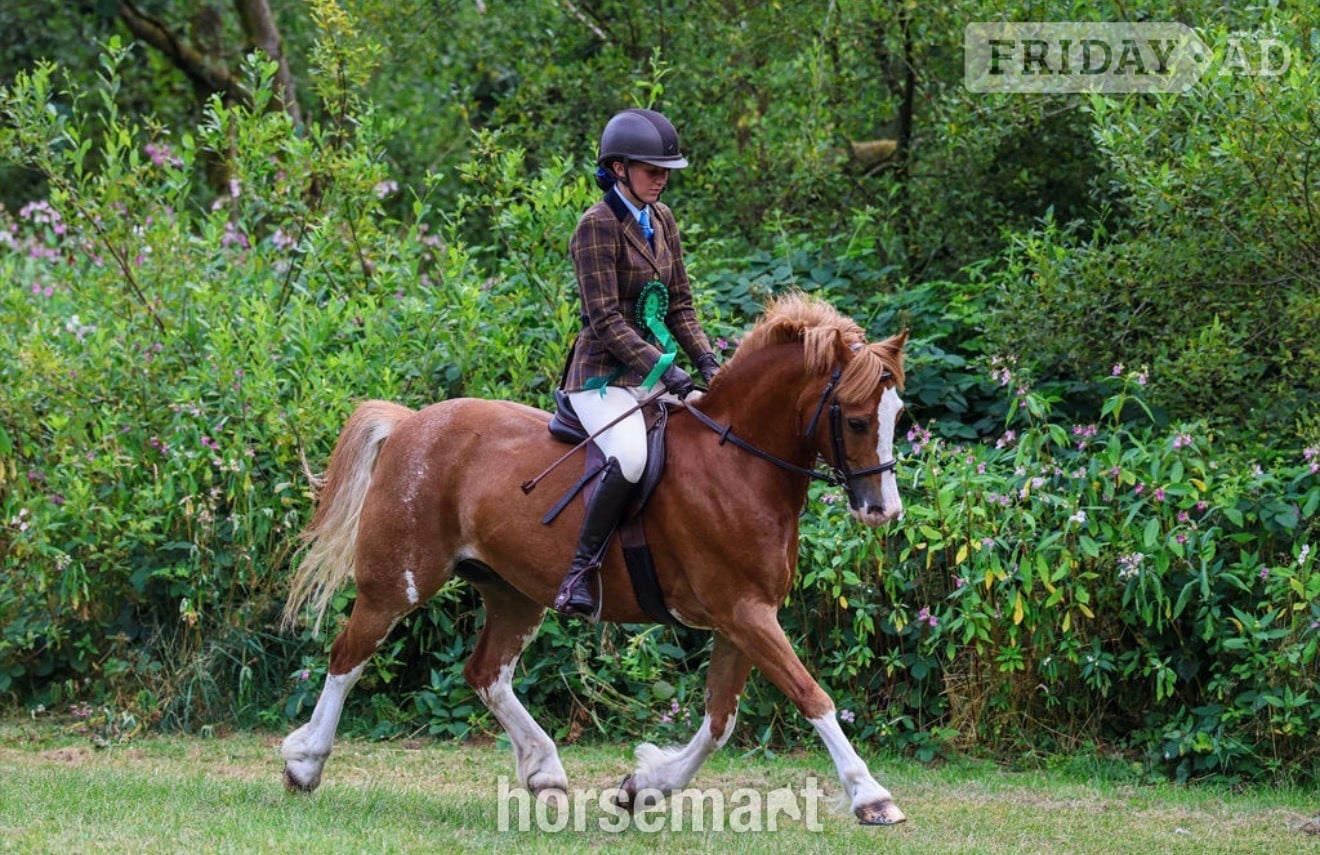 Rochdale "PRINCE HARRY" Chestnut Gelding All Rounder