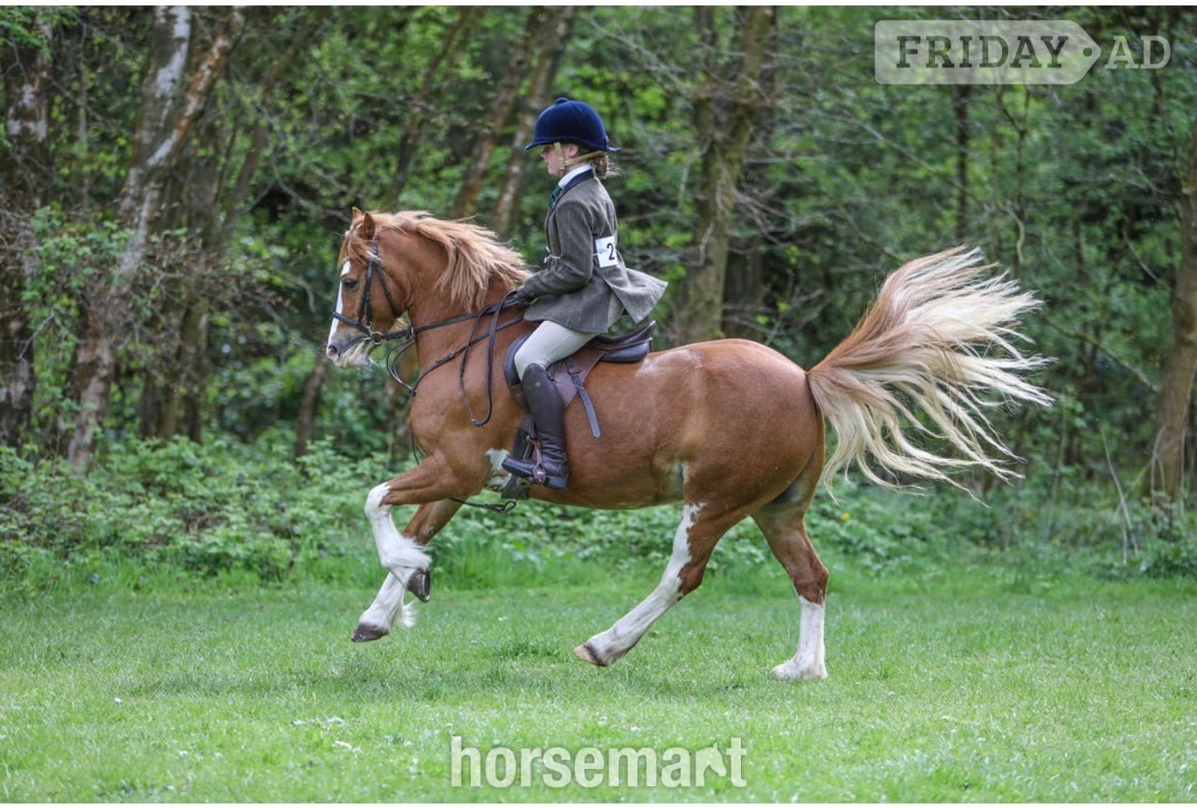 "PRINCE HARRY" Chestnut Gelding All Rounder - Horses in Rochdale