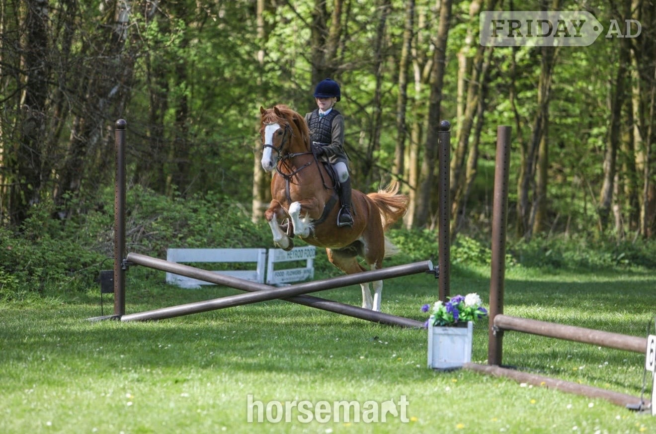 "PRINCE HARRY" Chestnut Gelding All Rounder - Horses