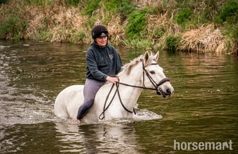 "Storm" Grey Gelding All Rounder