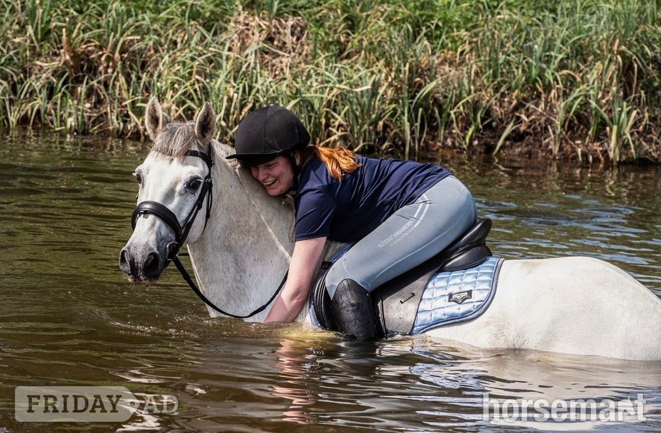 Huntingdon "Storm" Grey Gelding All Rounder