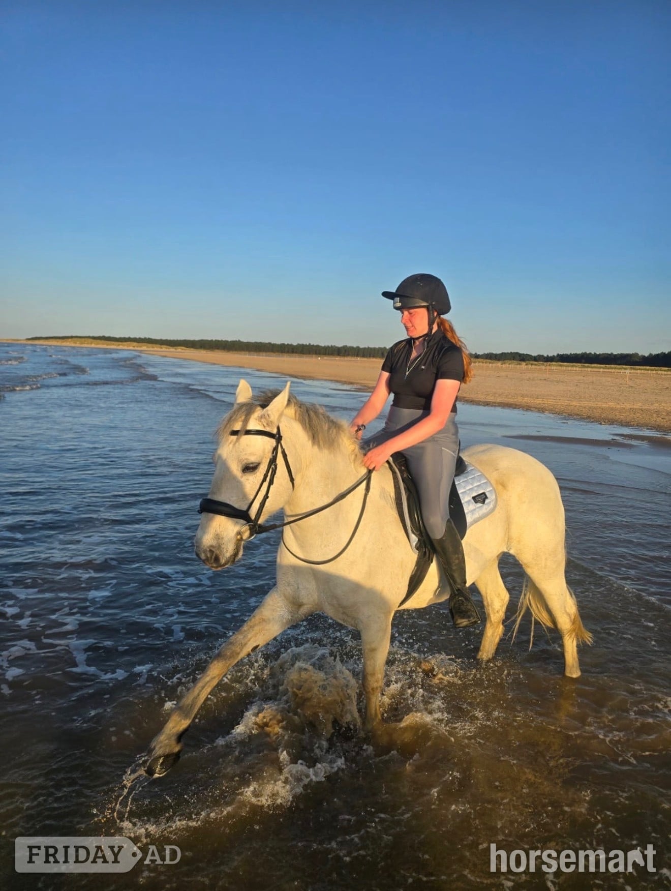 "Storm" Grey Gelding All Rounder