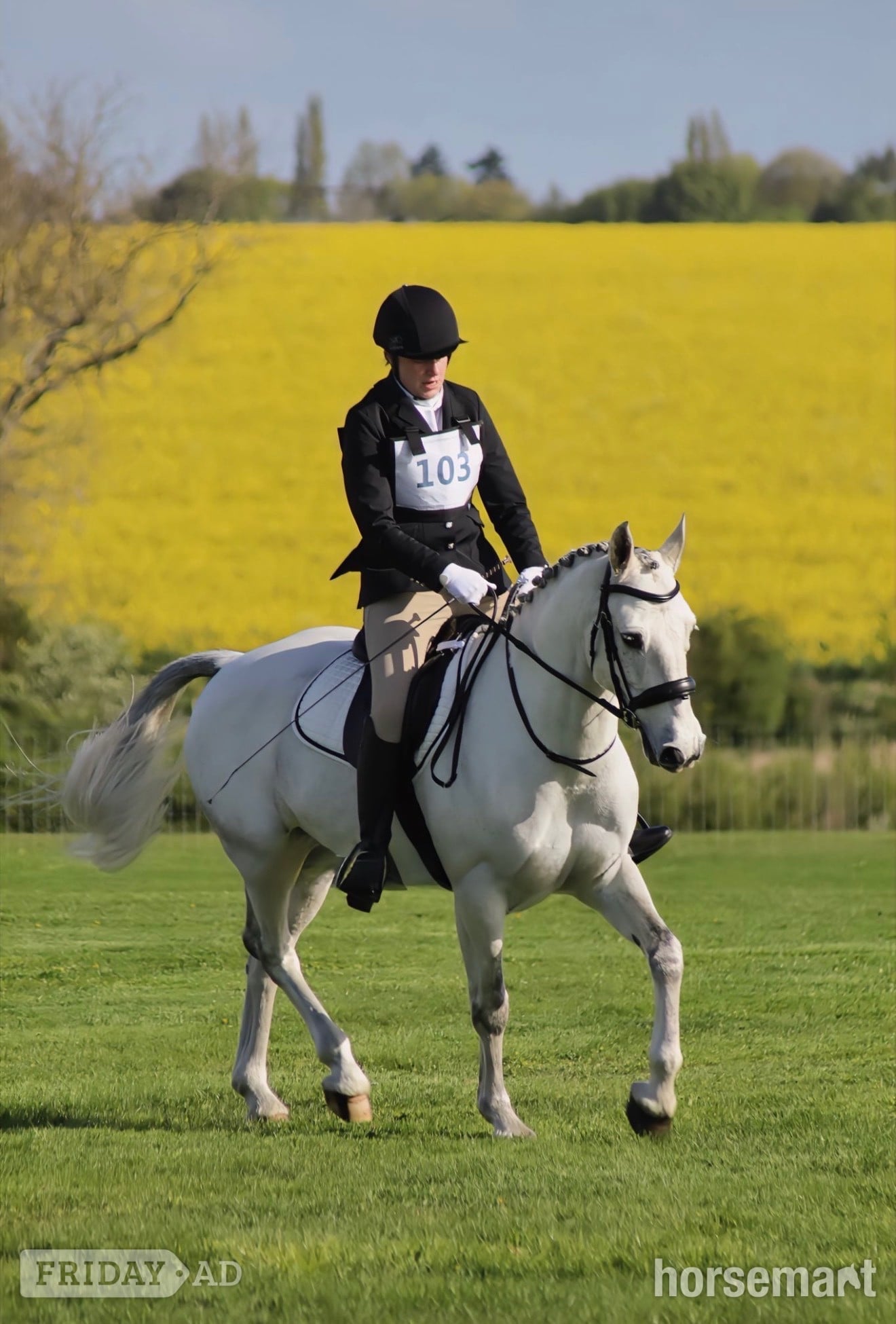 "Storm" Grey Gelding All Rounder - Horses