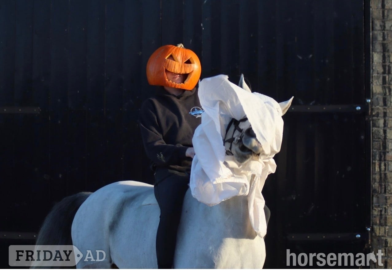 "Storm" Grey Gelding All Rounder - Horses in Huntingdon