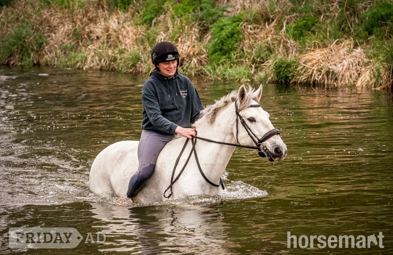 "Storm" Grey Gelding All Rounder in Huntingdon
