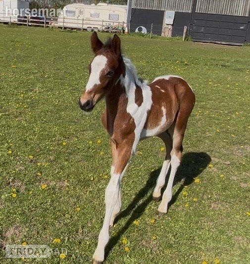 "Unnamed" Skewbald Colt Youngstock / Foal in Reading