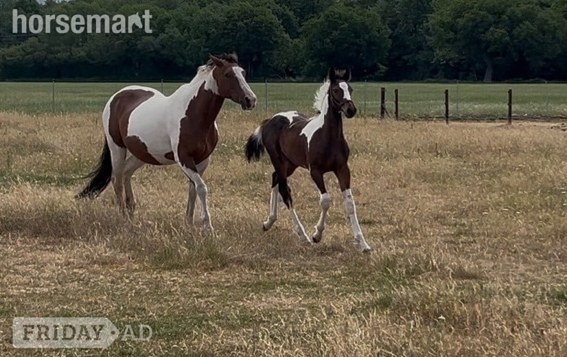 "Unnamed" Skewbald Colt Youngstock / Foal in Reading