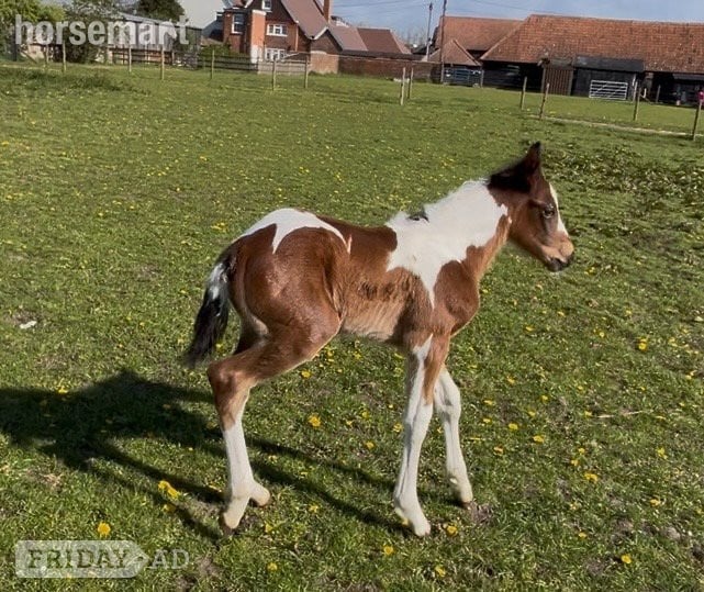 "Unnamed" Skewbald Colt Youngstock / Foal