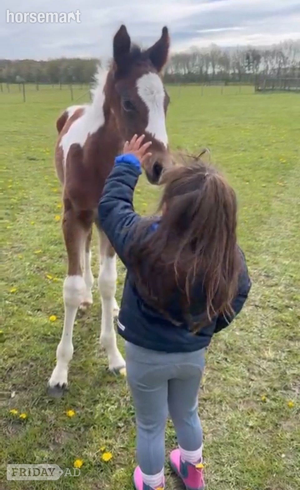 Reading "Unnamed" Skewbald Colt Youngstock / Foal