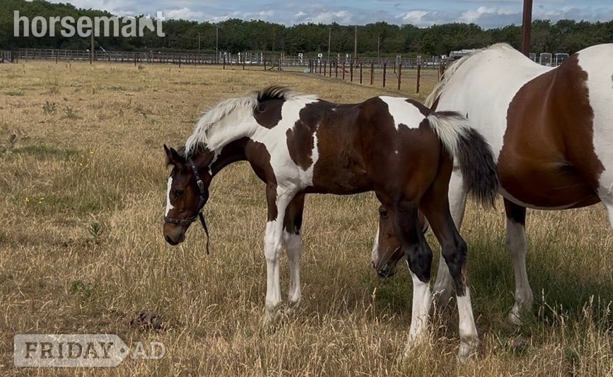 Reading "Unnamed" Skewbald Colt Youngstock / Foal