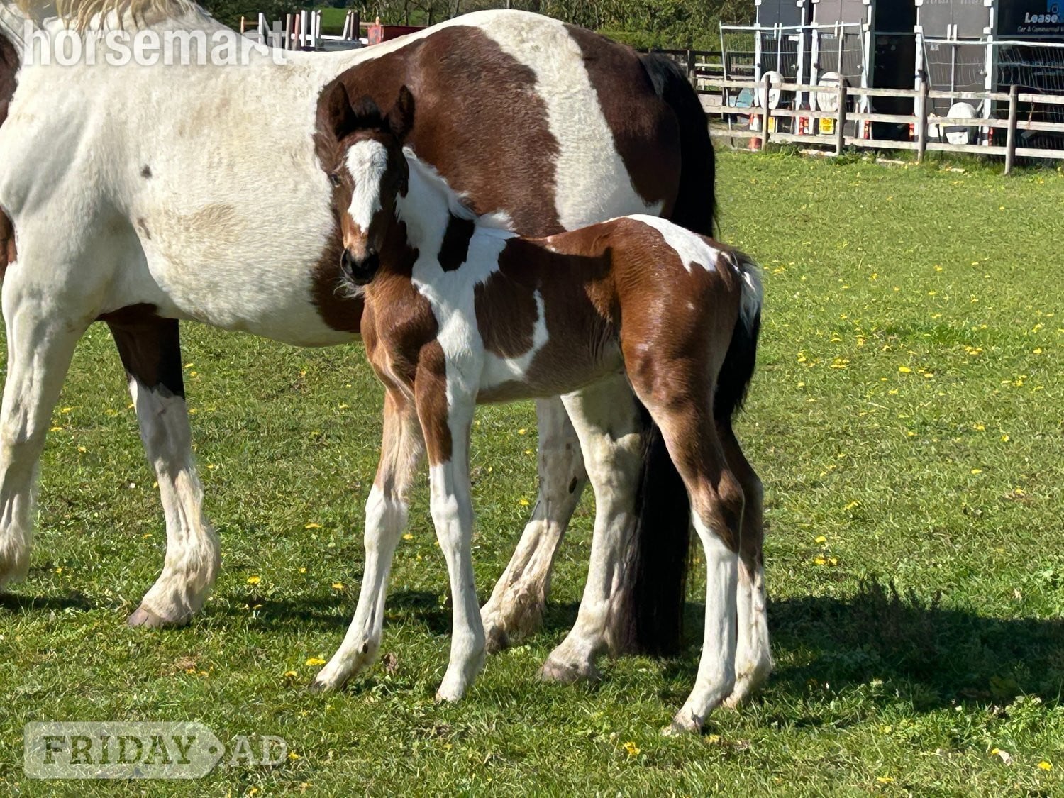 "Unnamed" Skewbald Colt Youngstock / Foal - Horses in Reading