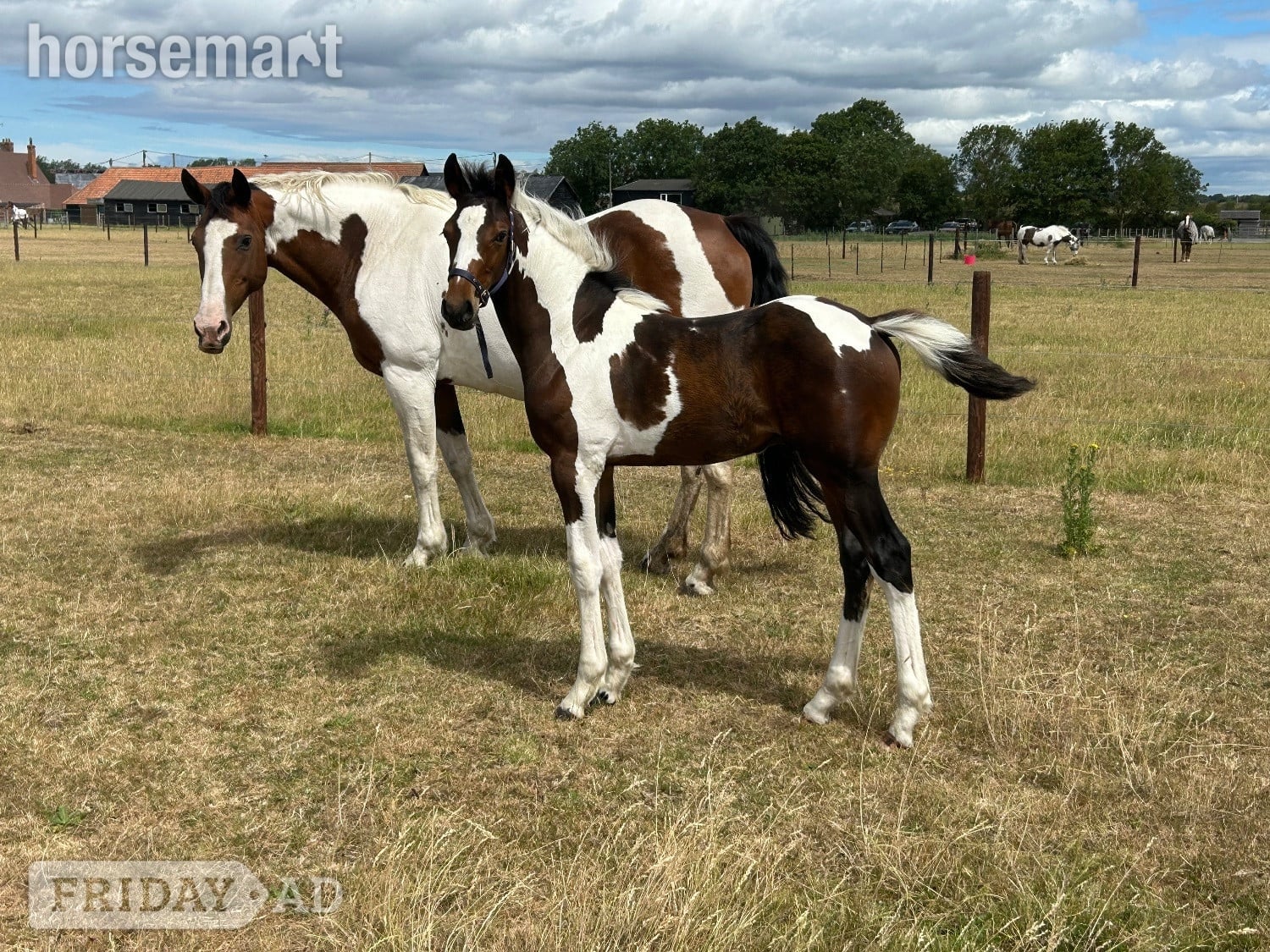 "Unnamed" Skewbald Colt Youngstock / Foal -  in Reading