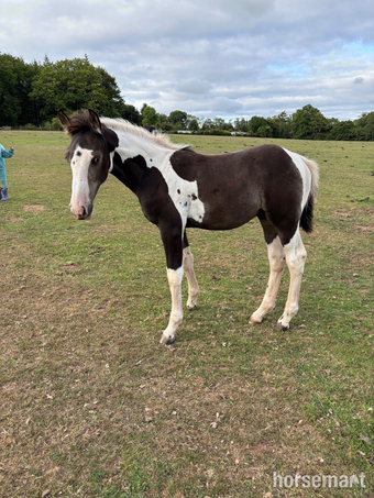 "Hugo" Buckskin Colt Youngstock / Foal