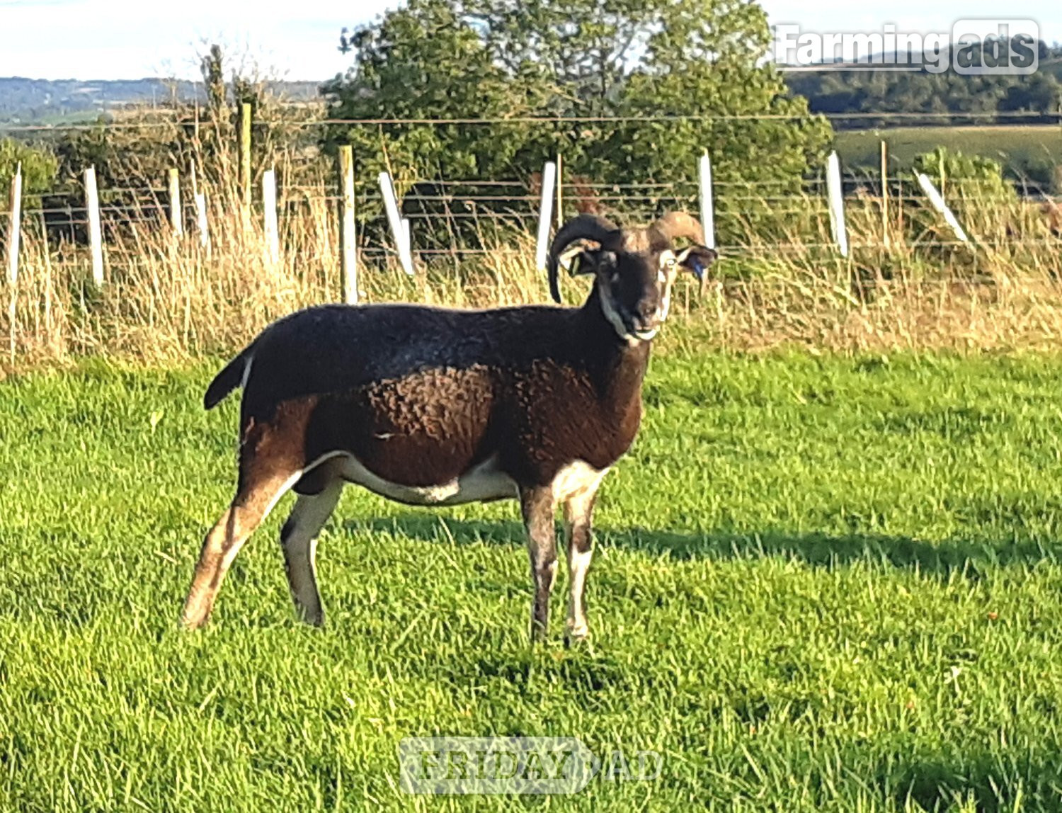 Wiltshire Horn cross sheep &amp; Starter Flocks