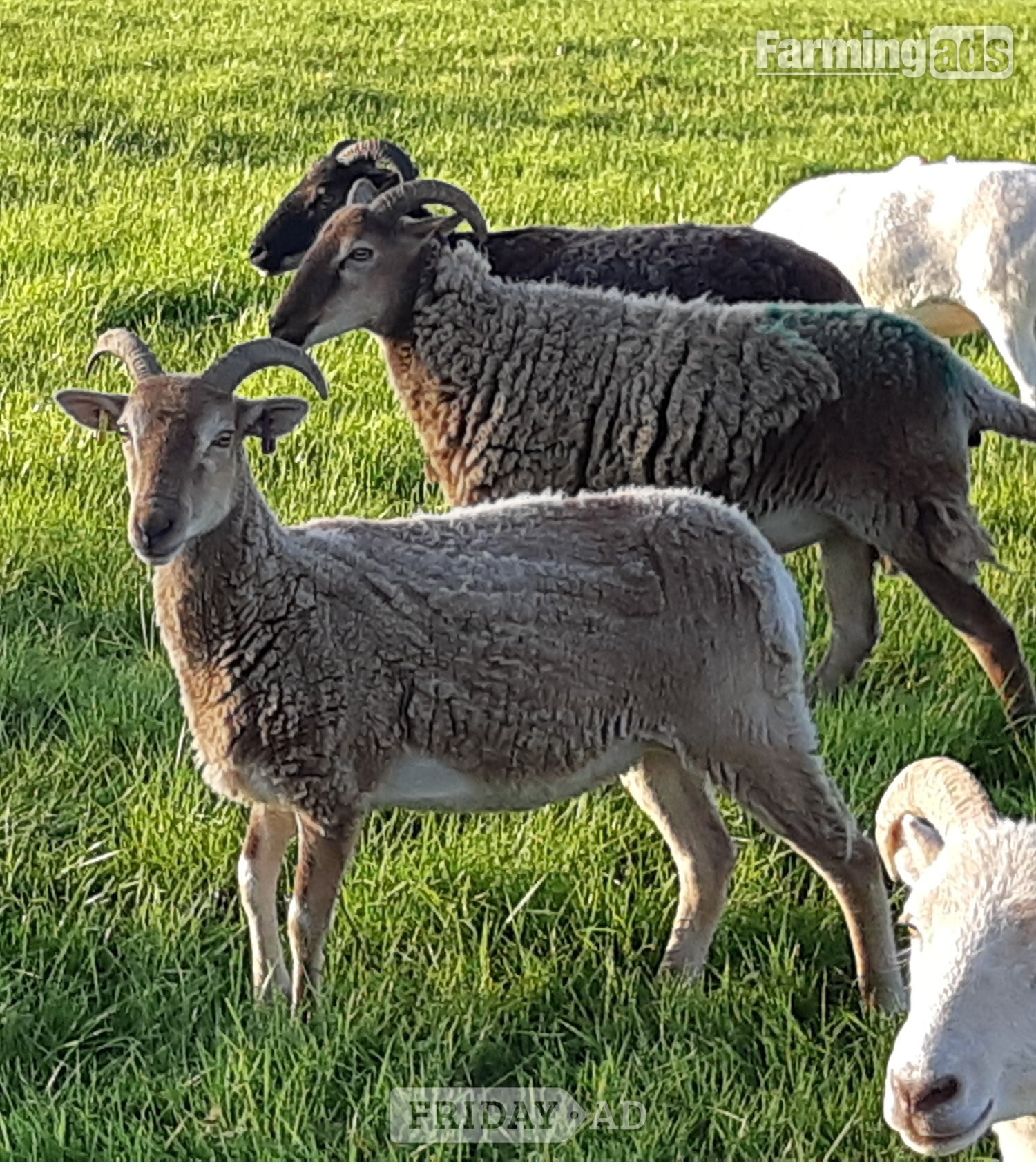Wark Wiltshire Horn cross sheep &amp; Starter Flocks