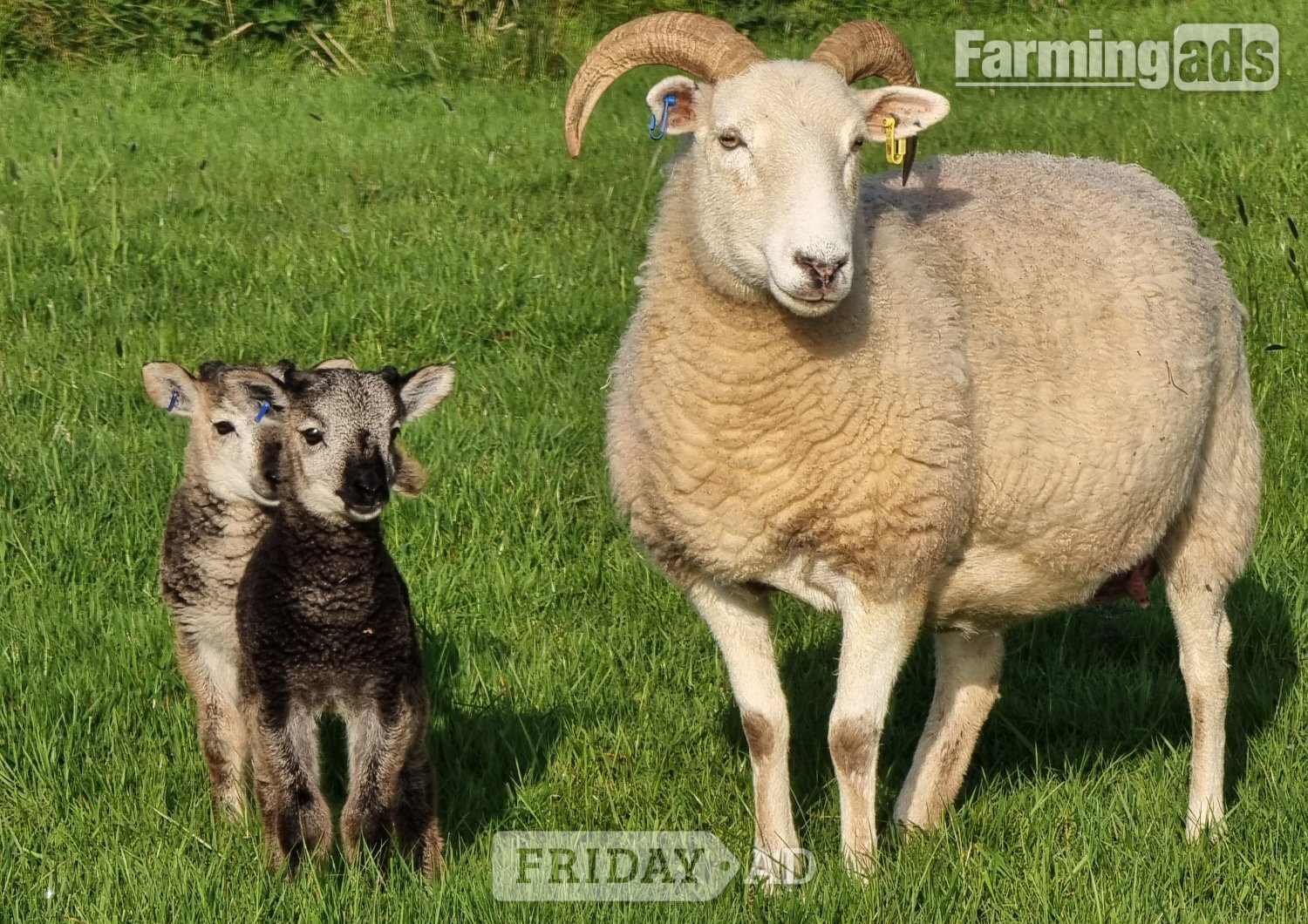 Wiltshire Horn cross sheep &amp; Starter Flocks - Livestock in Wark