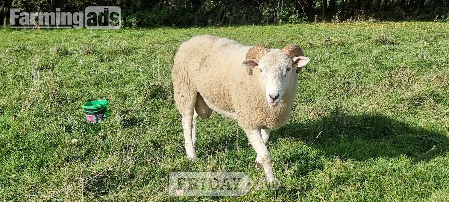 Wiltshire Horn cross sheep &amp; Starter Flocks - Livestock