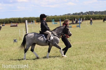 "Steady &amp; Experienced" Blue Roan Gelding Lead Rein/First Ridden Pony