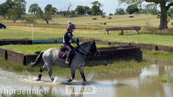 "Steady &amp; Experienced" Blue Roan Gelding Lead Rein/First Ridden Pony