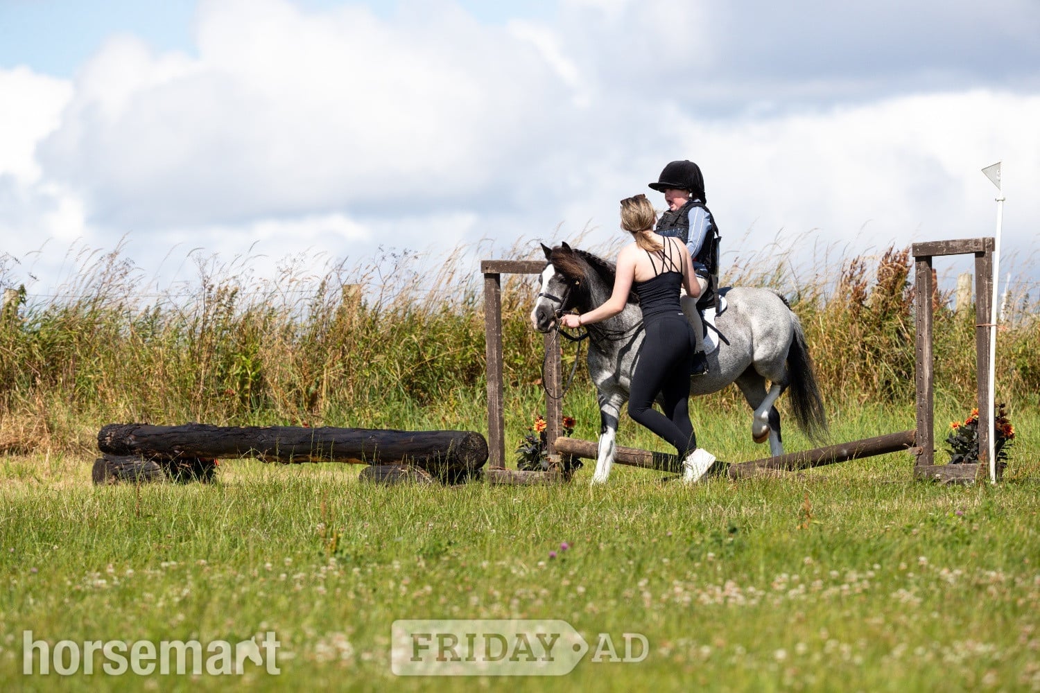 "Steady &amp; Experienced" Blue Roan Gelding Lead Rein/First Ridden Pony - Horses in Prudhoe