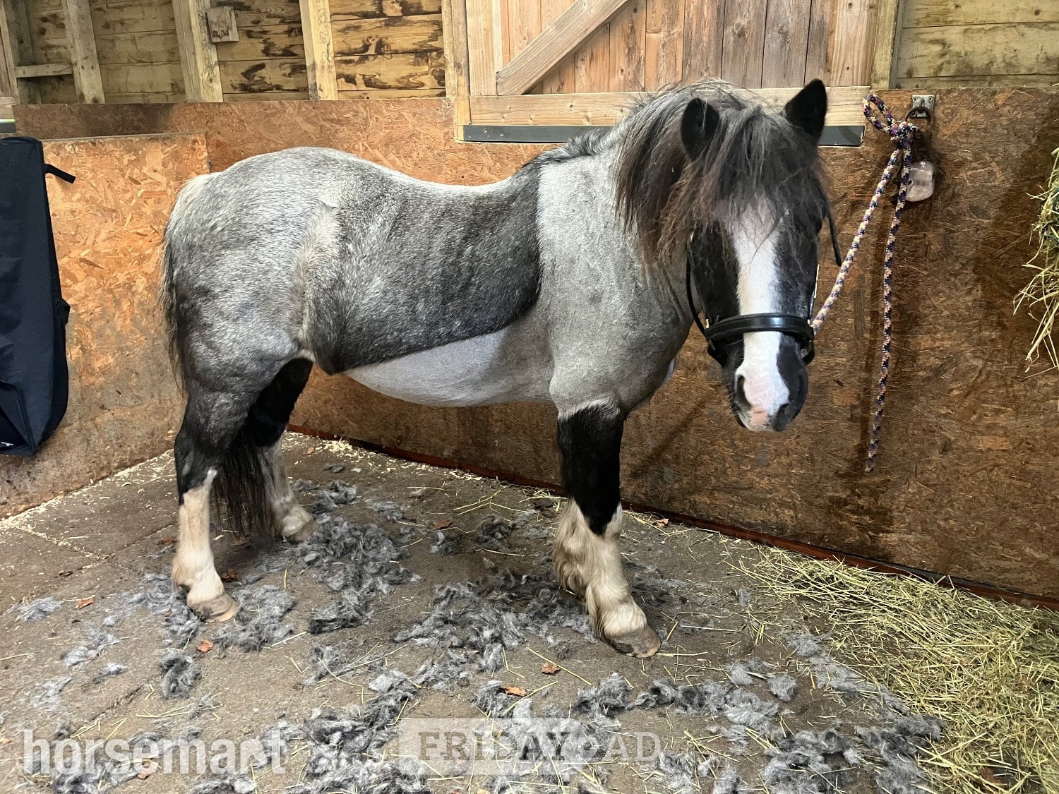"Steady &amp; Experienced" Blue Roan Gelding Lead Rein/First Ridden Pony - Horses