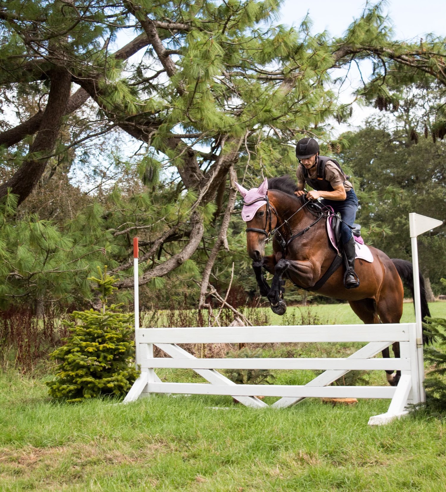 "Nova " Bay Mare All Rounder