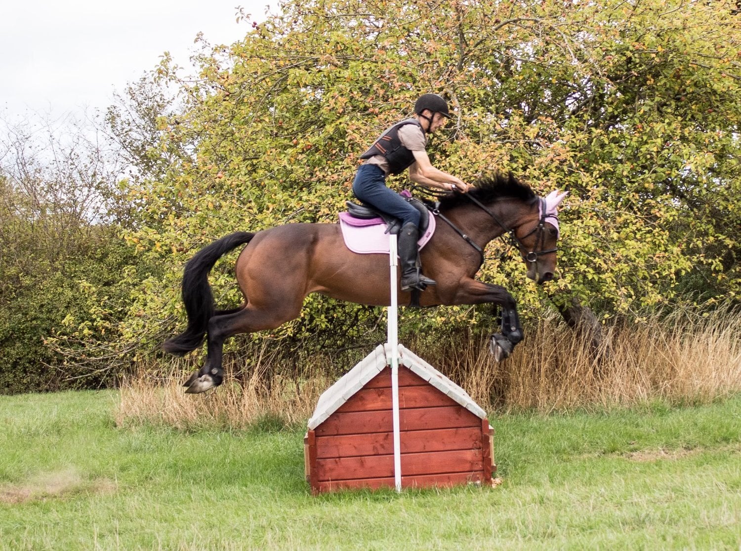 Taunton "Nova " Bay Mare All Rounder