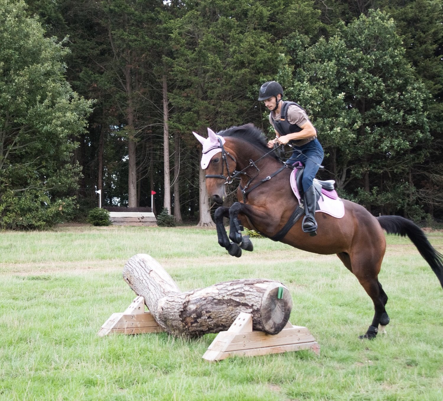 "Nova " Bay Mare All Rounder - Horses in Taunton