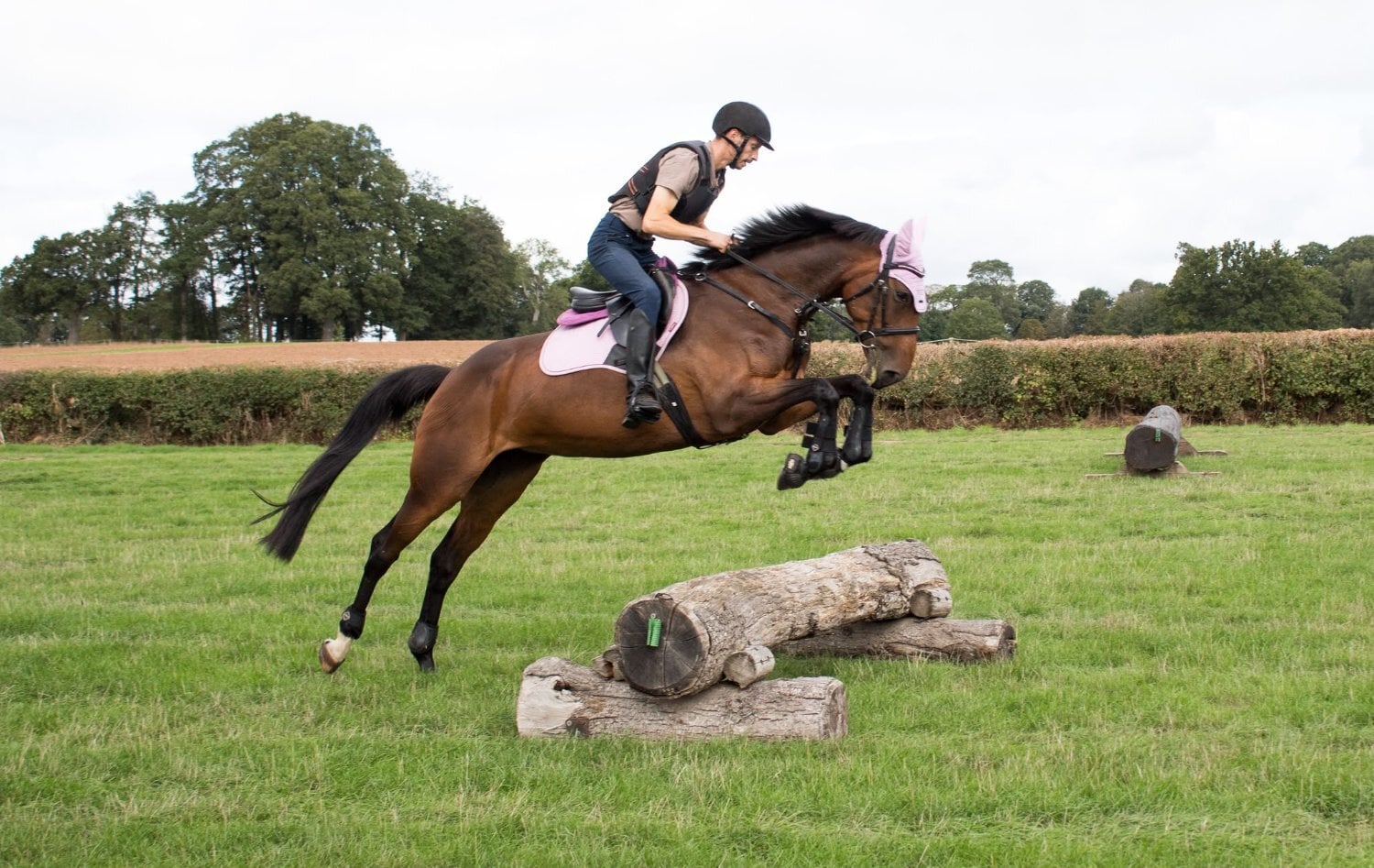 "Nova " Bay Mare All Rounder - Horses