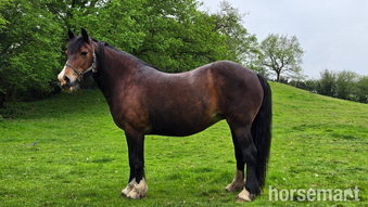 "HWYLOG Ann" Bay Mare Broodmare