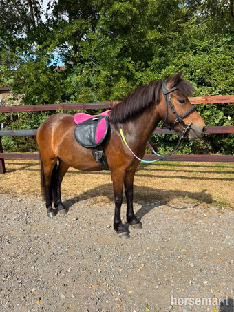 "Sparrow" Bay Mare Lead Rein/First Ridden Pony