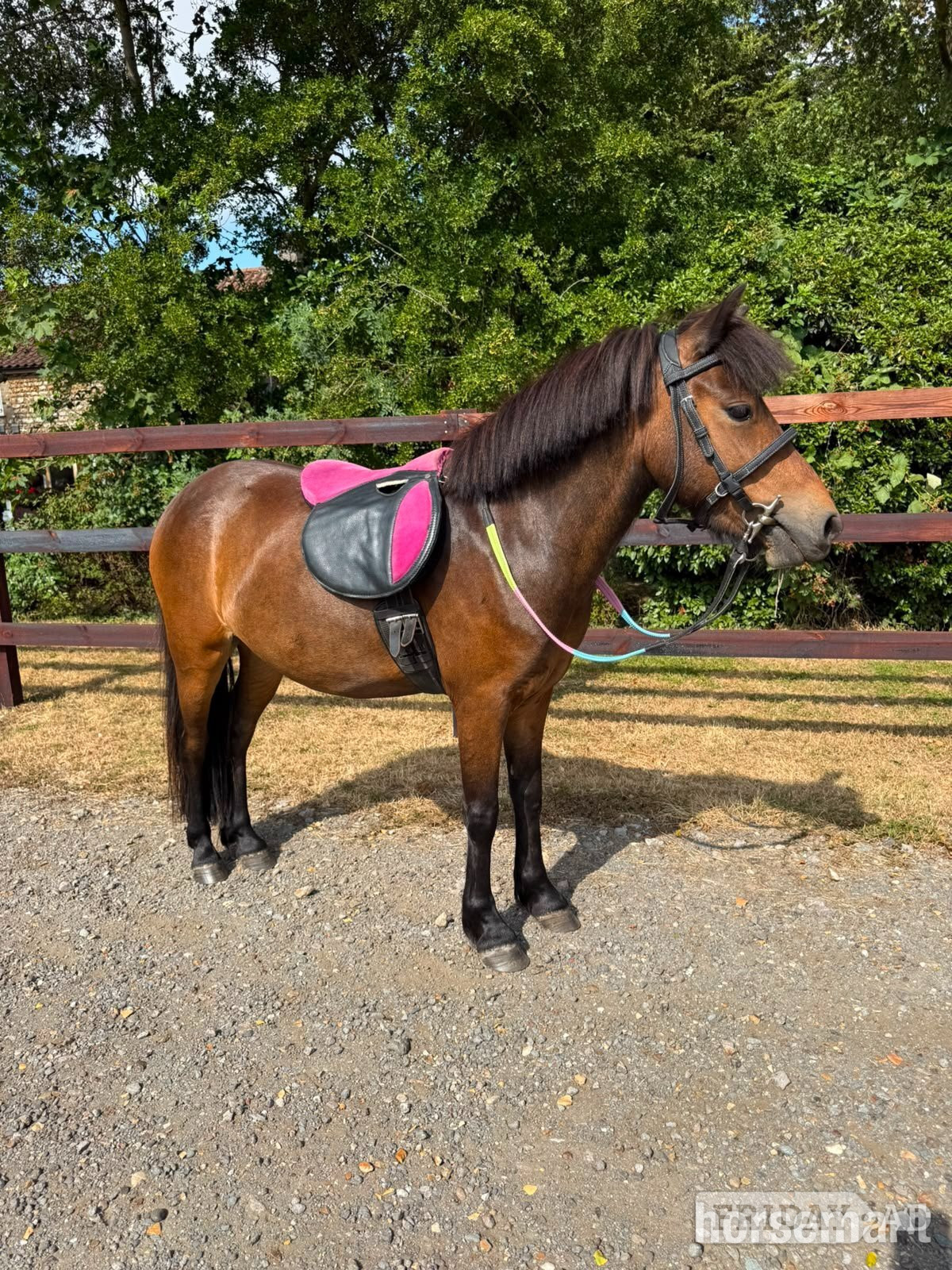 "Sparrow" Bay Mare Lead Rein/First Ridden Pony in Fincham