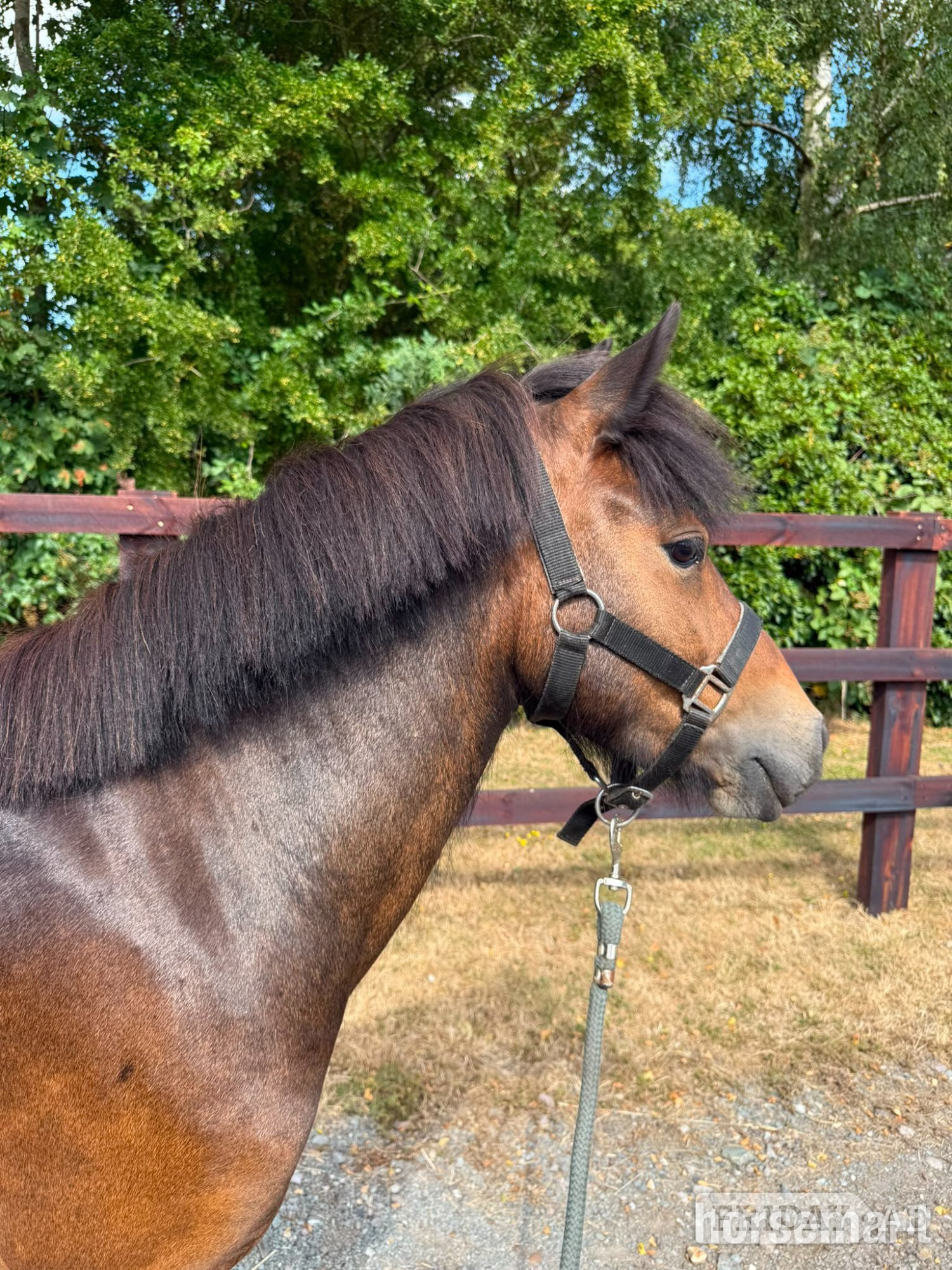 "Sparrow" Bay Mare Lead Rein/First Ridden Pony