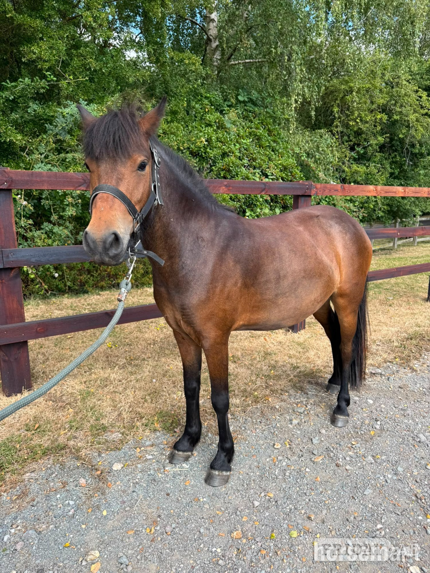Fincham "Sparrow" Bay Mare Lead Rein/First Ridden Pony