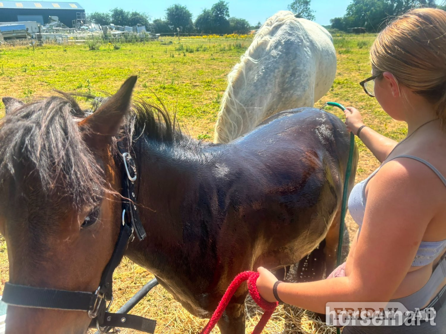 "Sparrow" Bay Mare Lead Rein/First Ridden Pony - Horses in Fincham