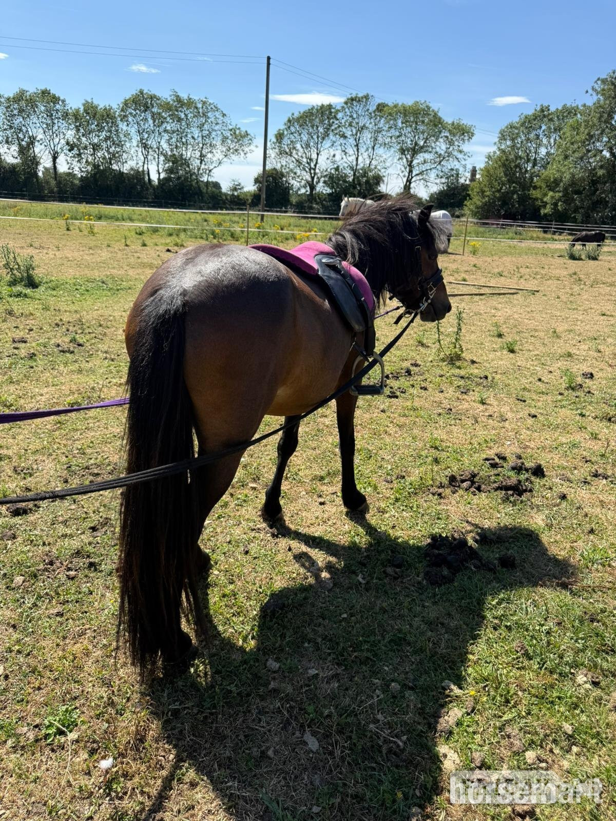 "Sparrow" Bay Mare Lead Rein/First Ridden Pony - Horses