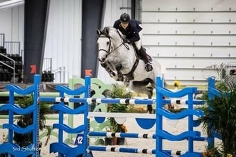 "Indigo" Grey Gelding Show Jumper
