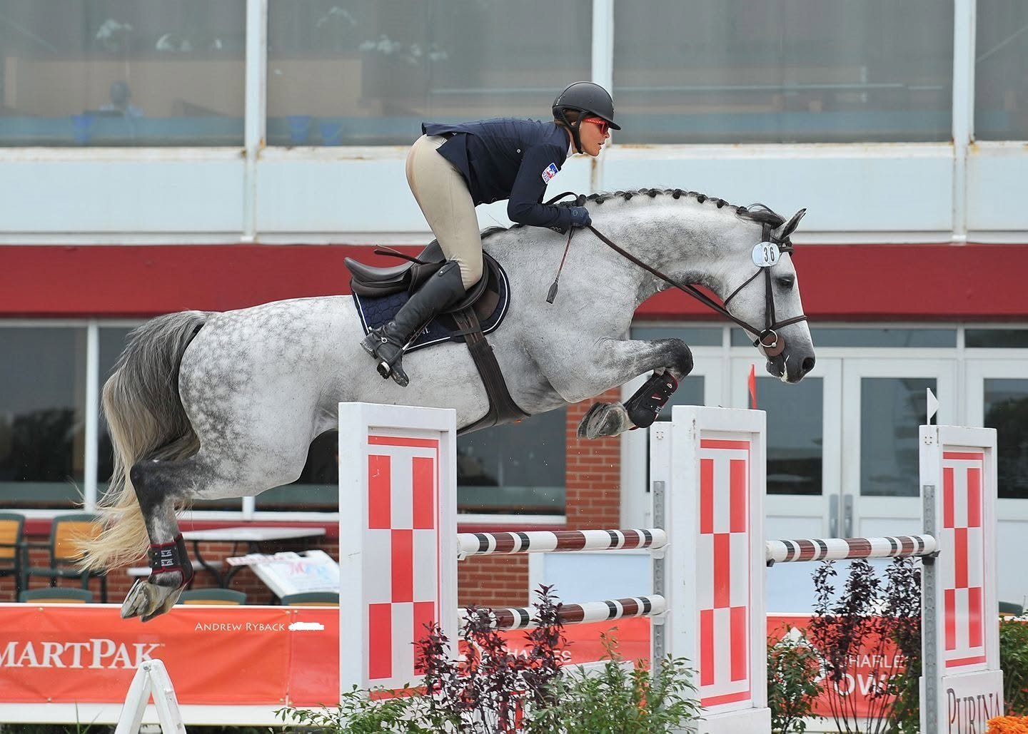 "Indigo" Grey Gelding Show Jumper