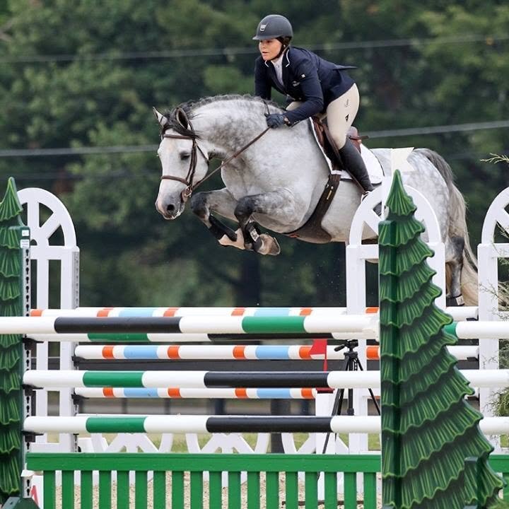 Ab Lench "Indigo" Grey Gelding Show Jumper