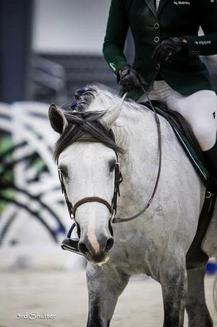"Indigo" Grey Gelding Show Jumper - Horses in Ab Lench