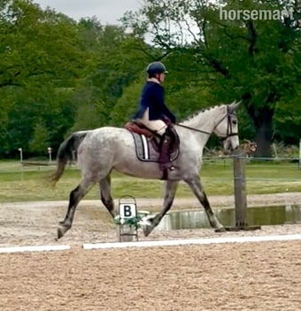 "Cruise" Dapple Grey Mare Happy Hacker