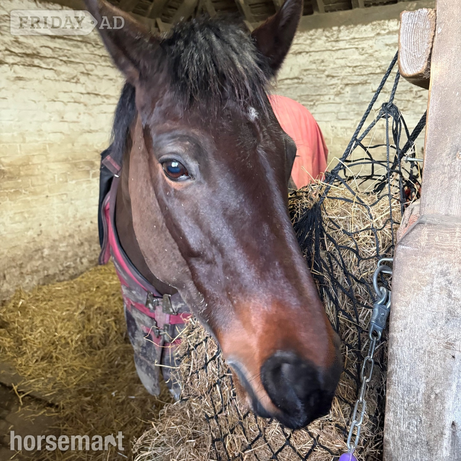14.3hh Connie X TB Mare for Share