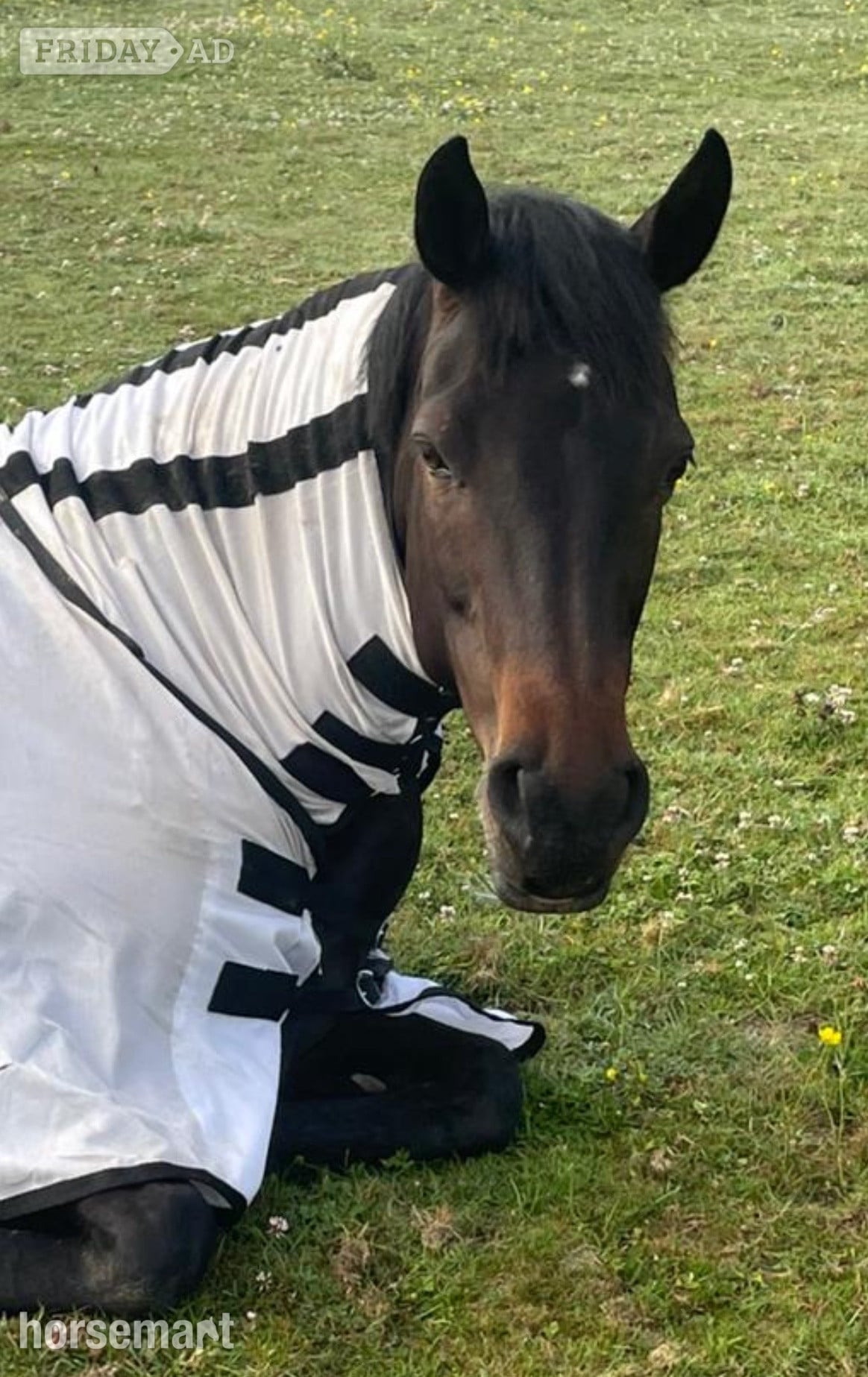 14.3hh Connie X TB Mare for Share in Cuckfield