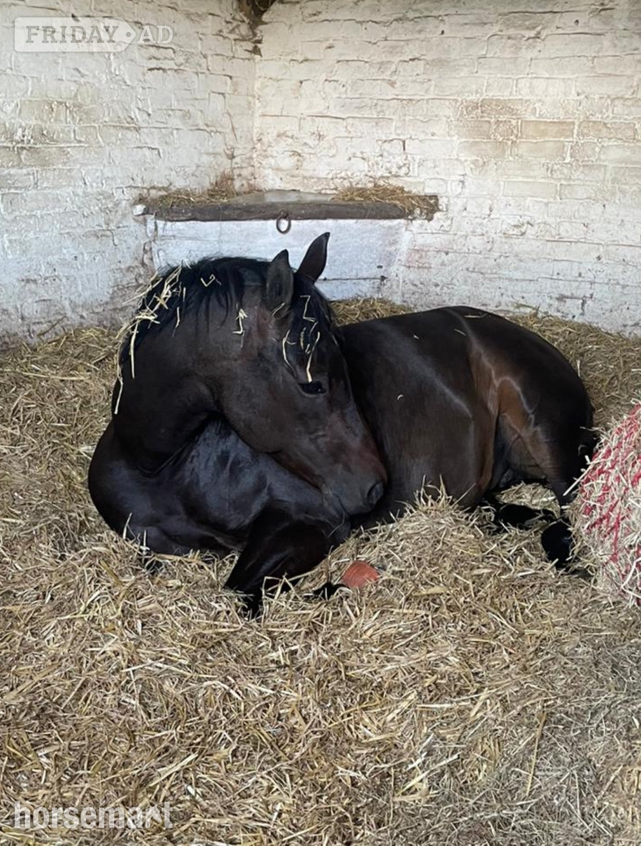 Cuckfield 14.3hh Connie X TB Mare for Share