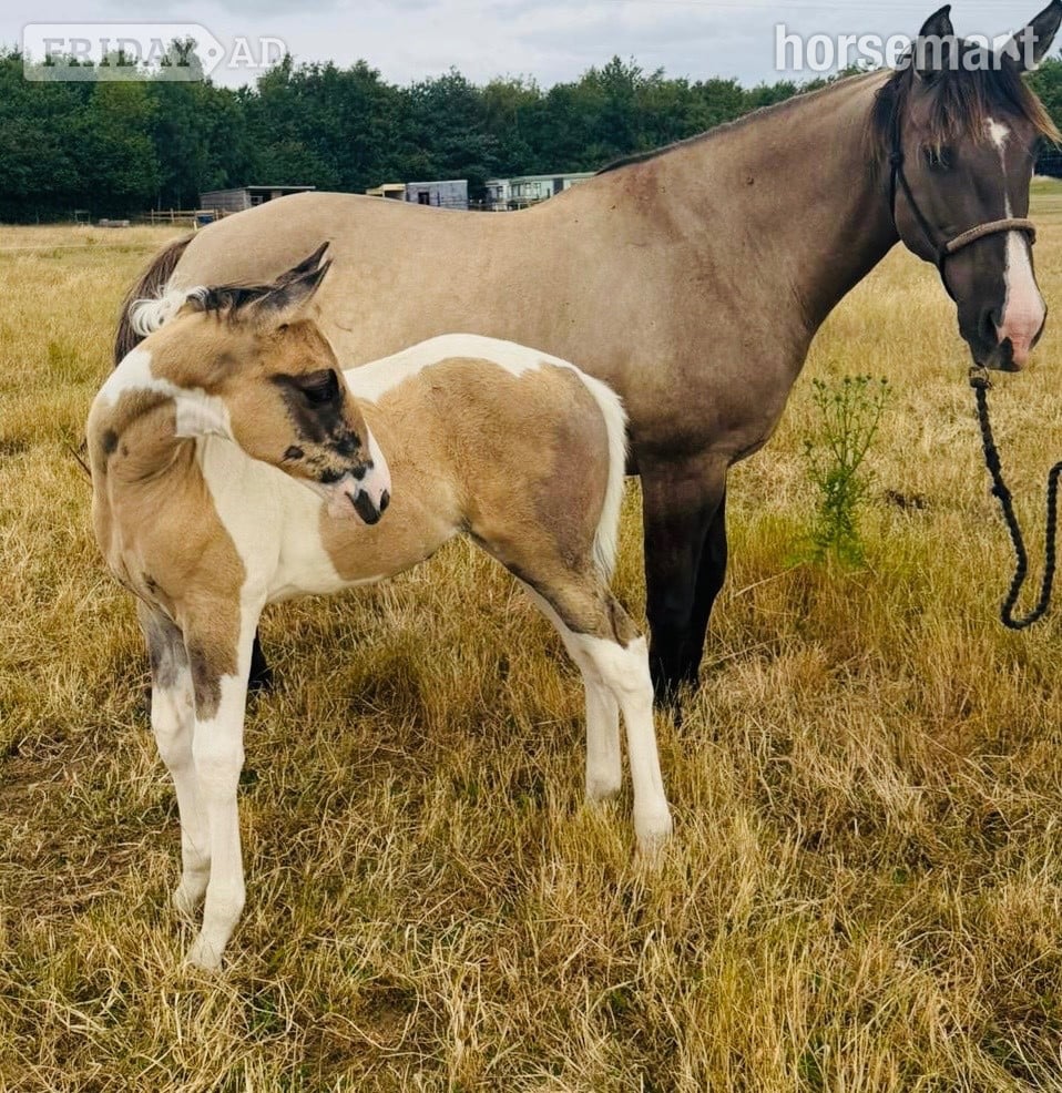 "Gabriella " Tobiano Filly Youngstock / Foal