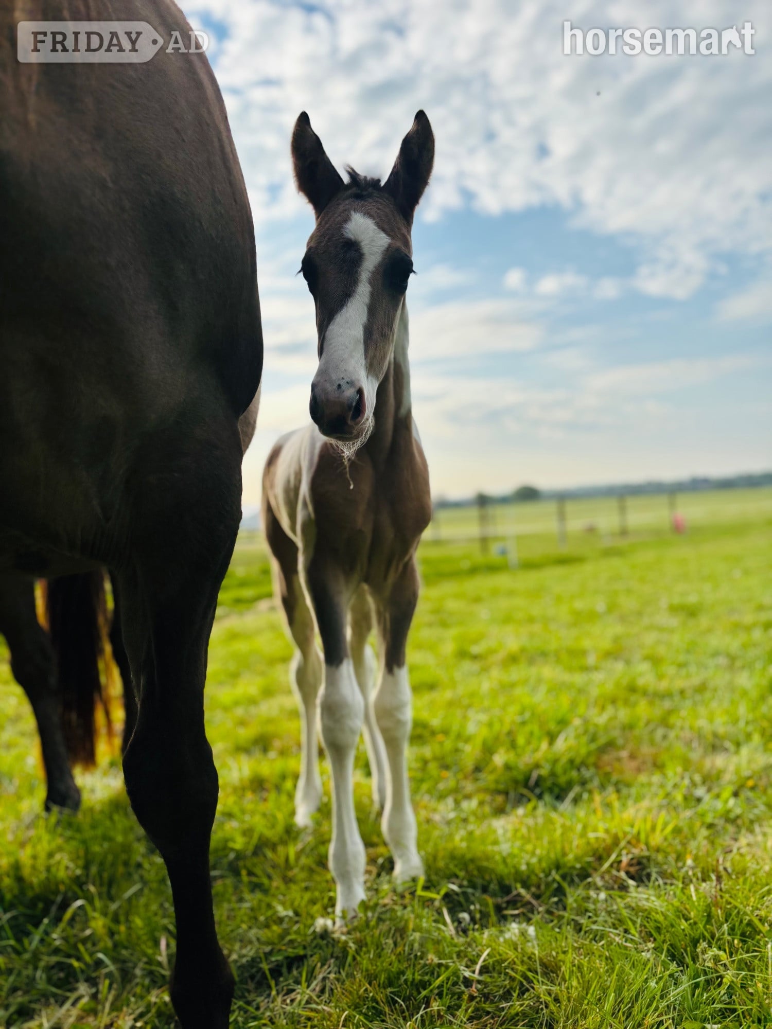 Shrewsbury "Gabriella " Tobiano Filly Youngstock / Foal