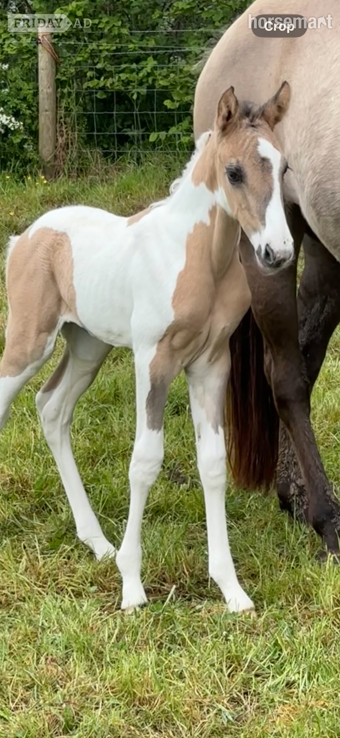 "Gabriella " Tobiano Filly Youngstock / Foal - Horses in Shrewsbury