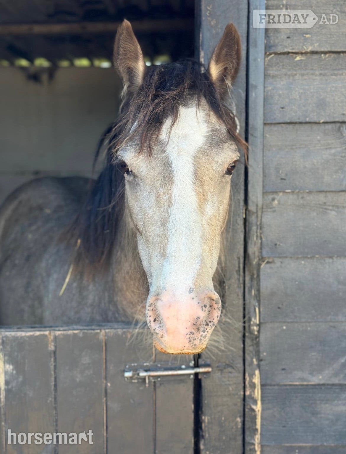 "April" Dun Mare Project Horse in Beccles