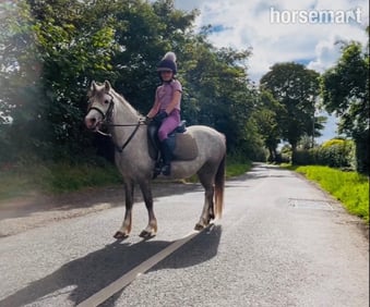 "Autum" Grey Filly All Rounder