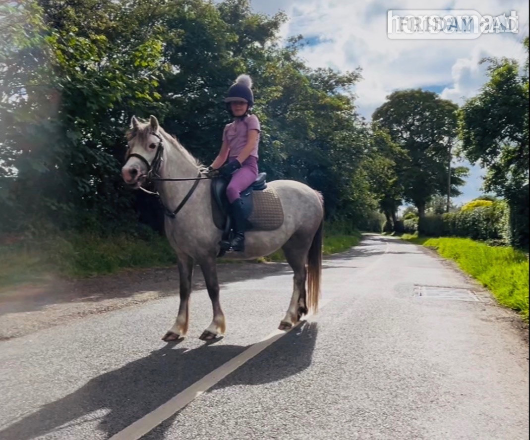 "Autum" Grey Filly All Rounder in Stoke